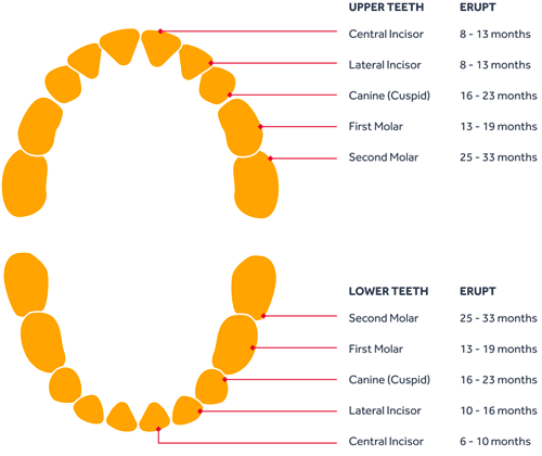 Diagram of baby teeth eruption times: Upper and lower rows of teeth are labelled with eruption age ranges. Upper: Central Incisor (8-13 months), Lateral Incisor (8-13 months), Canine (16-23 months), First Molar (13-19 months), Second Molar (25-33 months). Lower: Central Incisor (6-10 months), Lateral Incisor (10-16 months), Canine (16-23 months), First Molar (13-19 months), Second Molar (25-33 months).