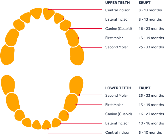 teeth graph